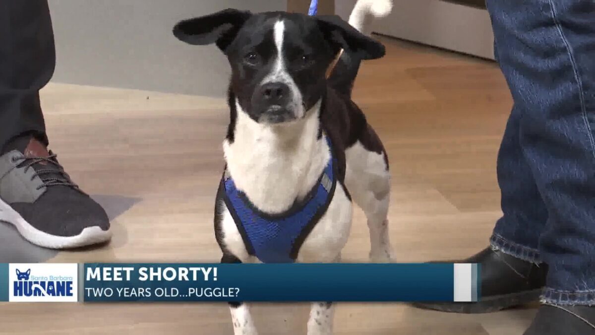 “Shorty is a 10”: Santa Barbra Humane’s 2-Year-Old Mix is Ready to Find a Fur-Ever Home