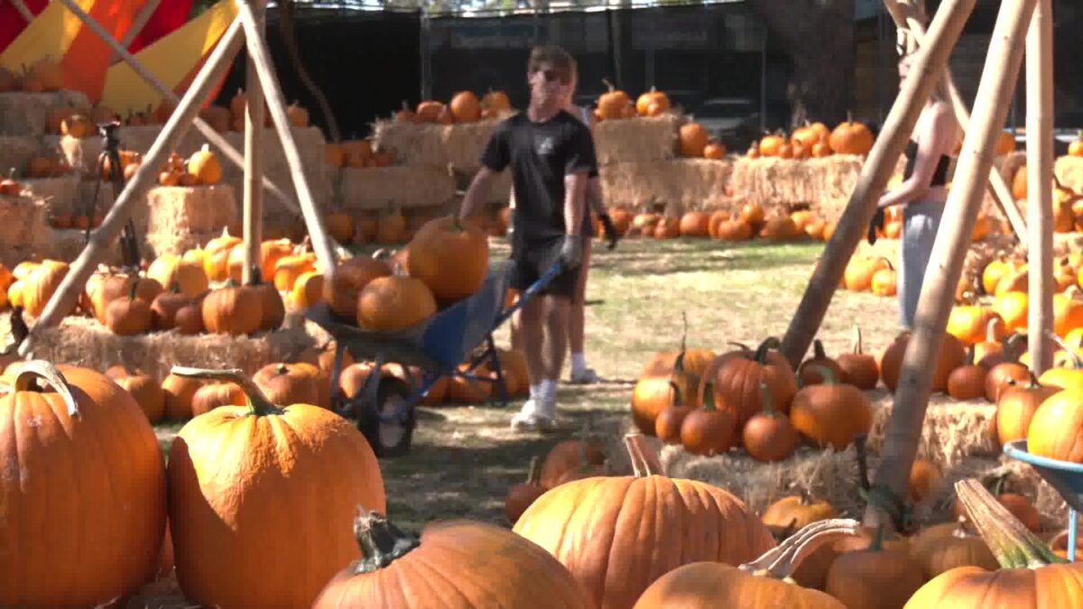 1500 Pumpkins Join Characters for a Theatrical Halloween Event in Isla Vista