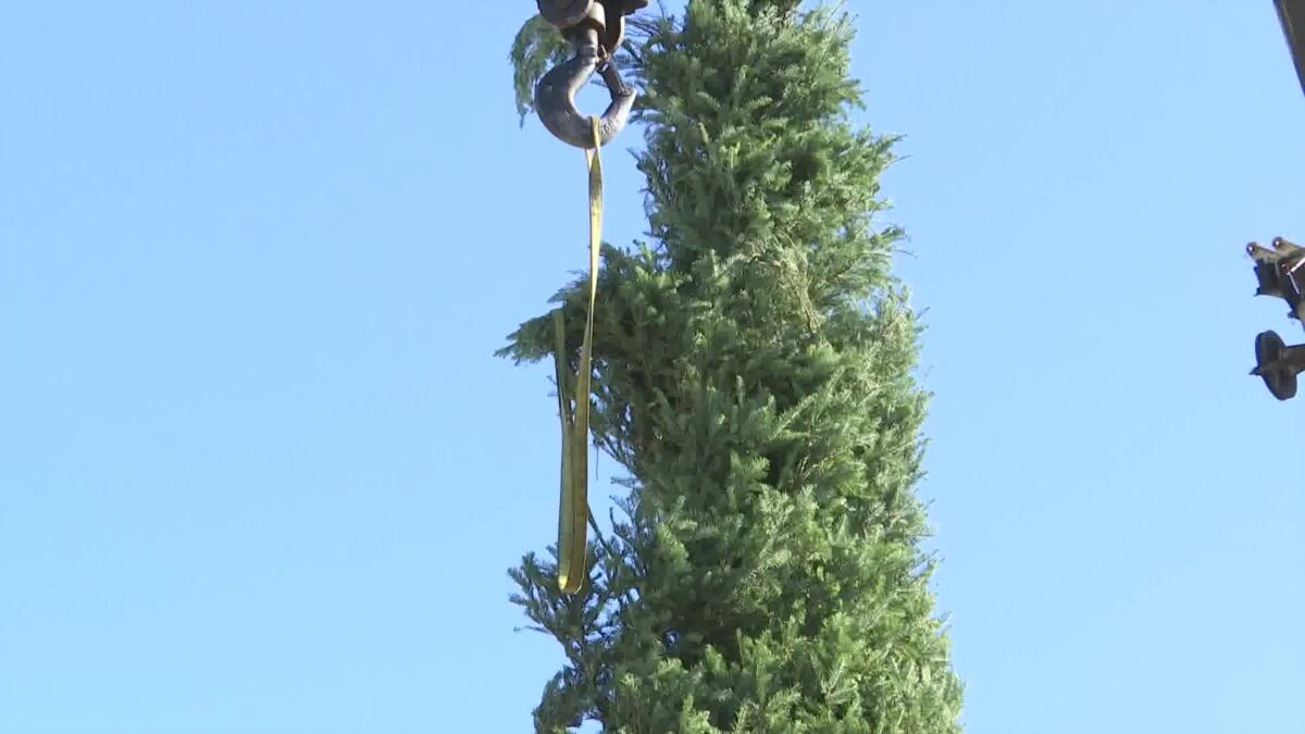 Santa Barbara’s Specially Picked Holiday Tree Has Arrived to Illuminate State Street