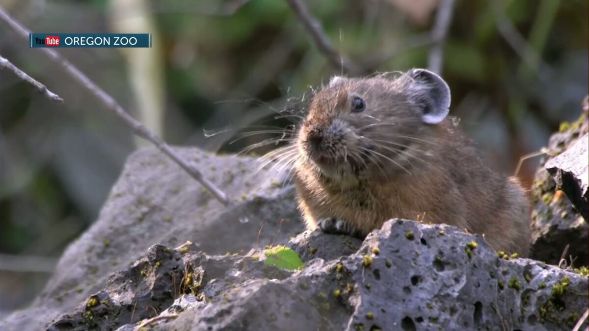 Pikas are potato-sized squeakers – and now we’re learning how many call Central Oregon home