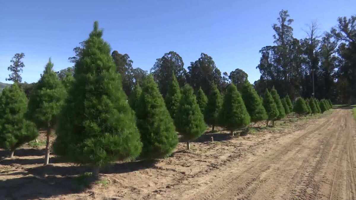 Popular Nipomo Christmas tree farm opens for the holiday season with unknown future