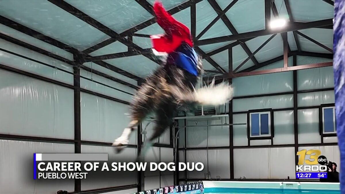 “He’s my heart dog”: Owner and canine rejoice after 9-year dock diving career