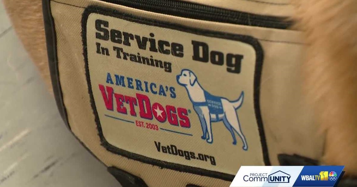 Several Maryland puppies are preparing for service