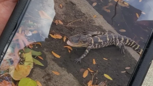 Trevor Rochelle shows the video he took of a small alligator in the Charles River in Boston.