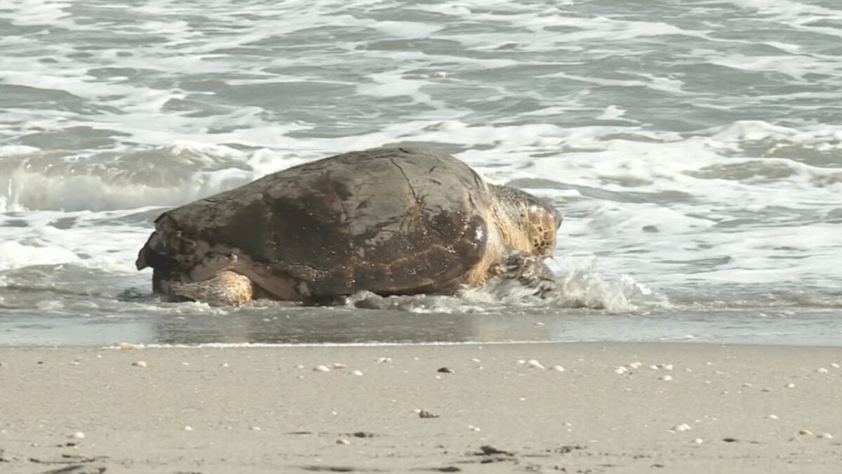 Swim Shady's clever name was selected in a contest held by travel brand Pacsafe