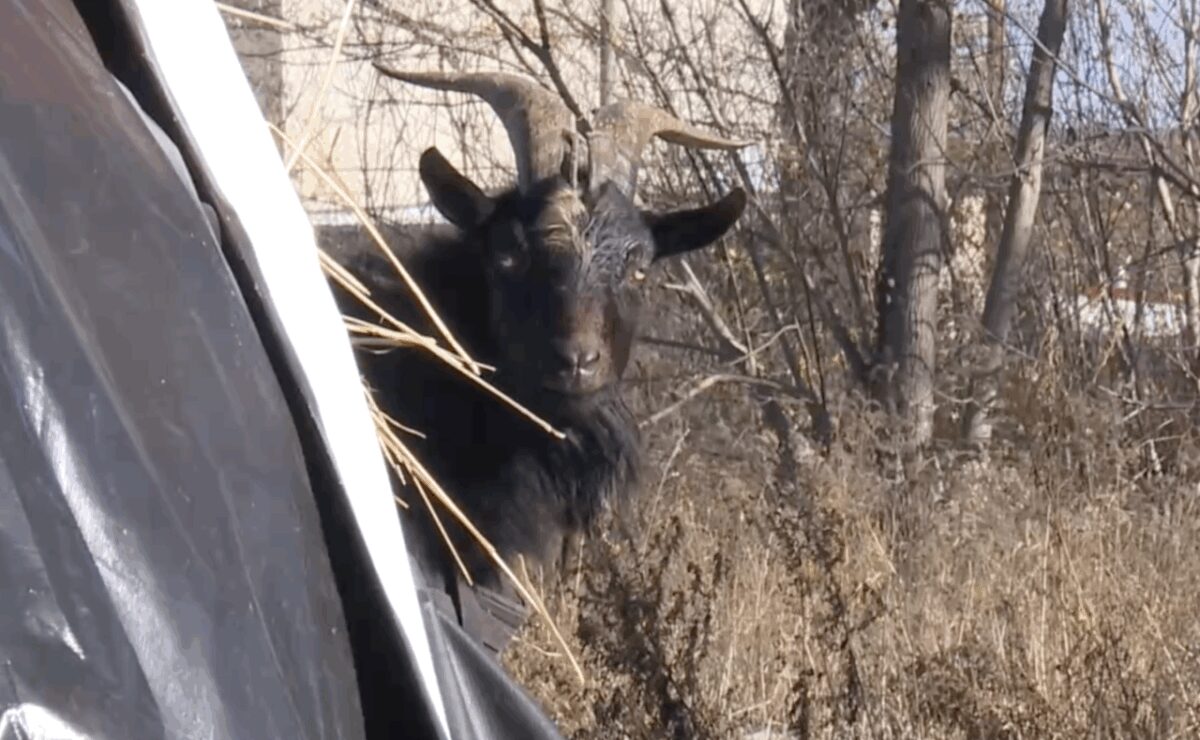 One very unruly goat is in hot water after spending the day causing chaos up and down a block on Detroit's west side.