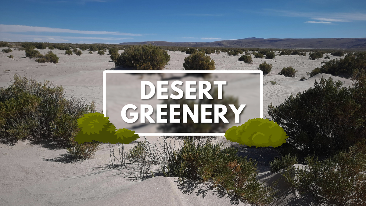 Recent rain causes boost of greenery. How this could impact us in the coming months