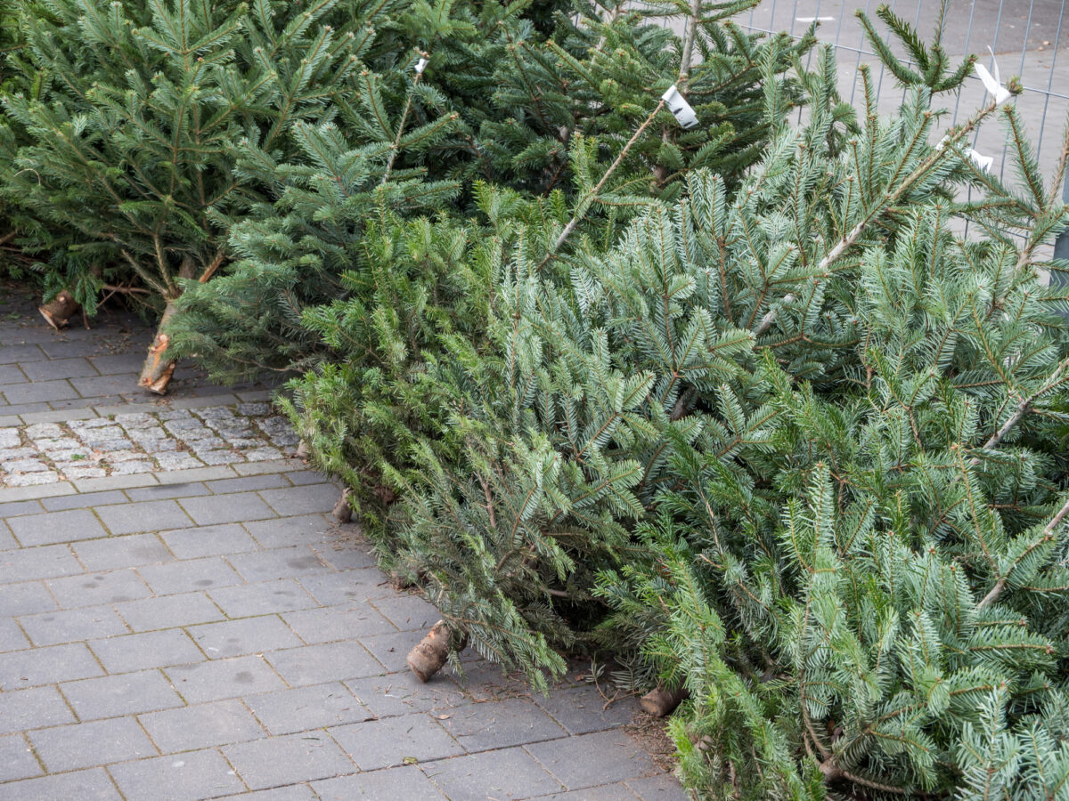 City of St. Joseph provides disposal site for live Christmas trees