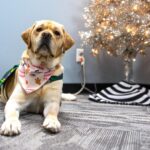 ‘Coco’ the therapy dog joins Voices of Courage to support child abuse victims in Northwest Missouri