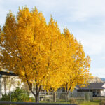 MDC offering tree care workshop in St. Joseph this December