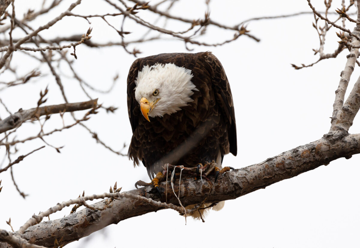 Loess Bluffs to host 46th annual Eagle Days in Northwest Missouri this weekend