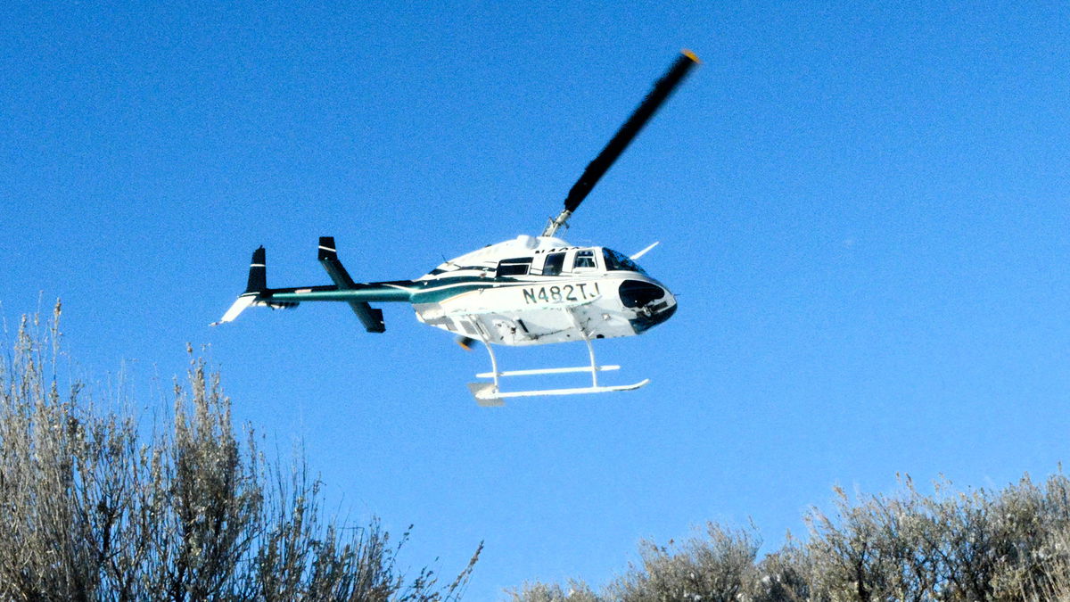 Idaho Fish and Game to begin deer population surveys for Salmon/Challis areas early December