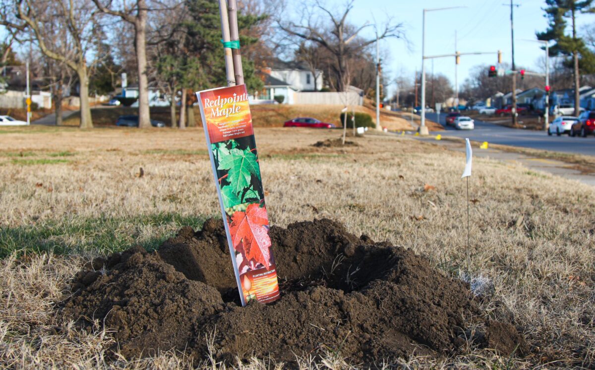 New maple trees planted along Messanie Street in honor of Tree City USA status