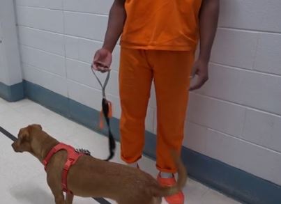 Through the New Leash on Life program