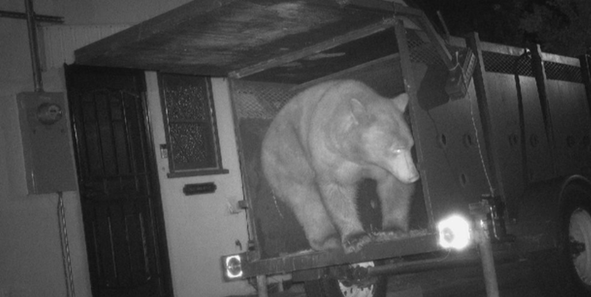 The wrong bear ends up in a California Department of Fish and Wildlife trap. He was set free the following day.
