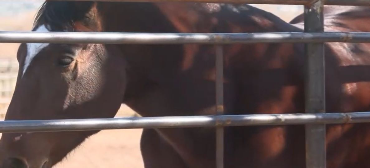 Tamaya Resort and Spa in New Mexico provides more than just a vacation — but also a sanctuary for abandoned and surrendered horses. The Stables at Tamaya offers them rehabilitation and care through a dedicated program.