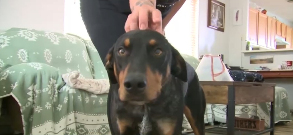 A Rio Rancho woman is seeking answers after her dog was shot five times on a trail near her home.