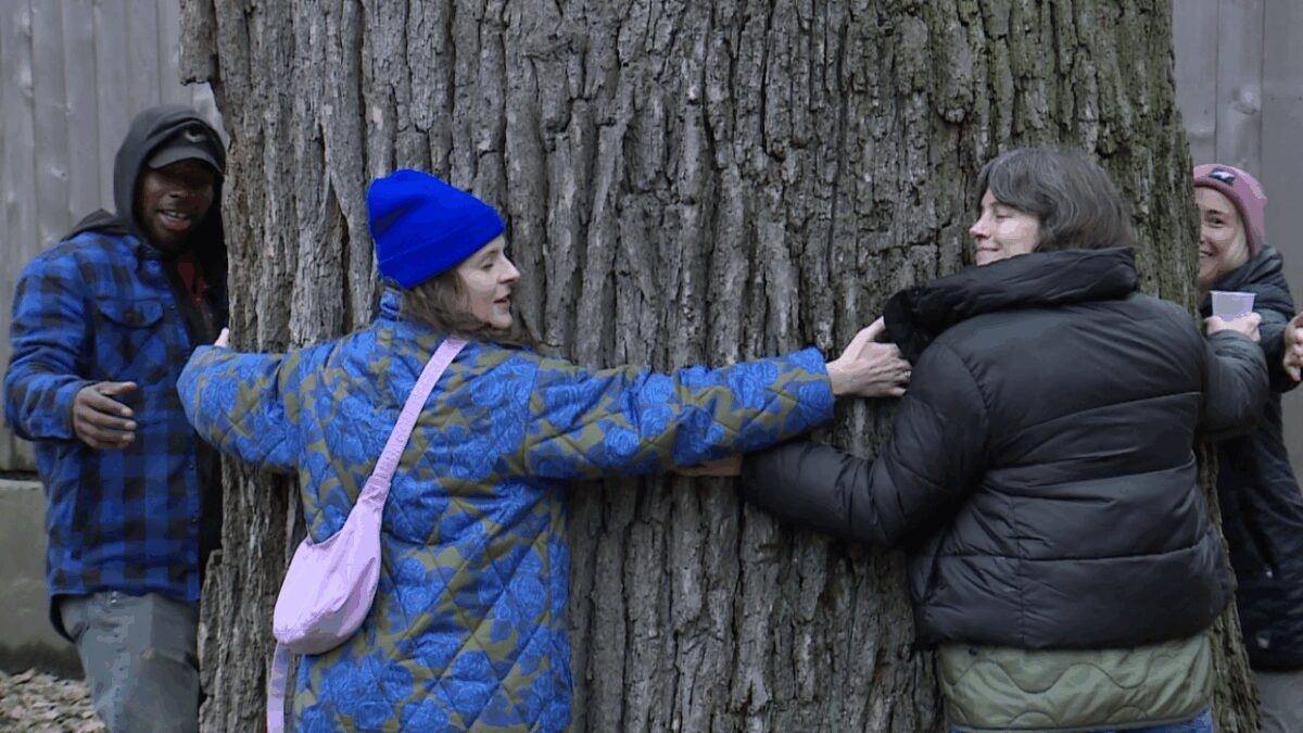 Tree to be removed due to fungus