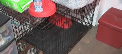 A family is pleading for the safe return of their beloved Yorkshire Terrier after it was taken early Saturday morning outside their home in Philadelphia's Strawberry Mansion neighborhood. The 3-year-old dog has a special meaning following the tragic loss of their mother.