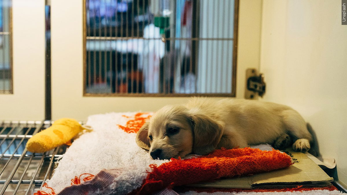 Adoption fees waived at RivCo shelters teeming with homeless pets