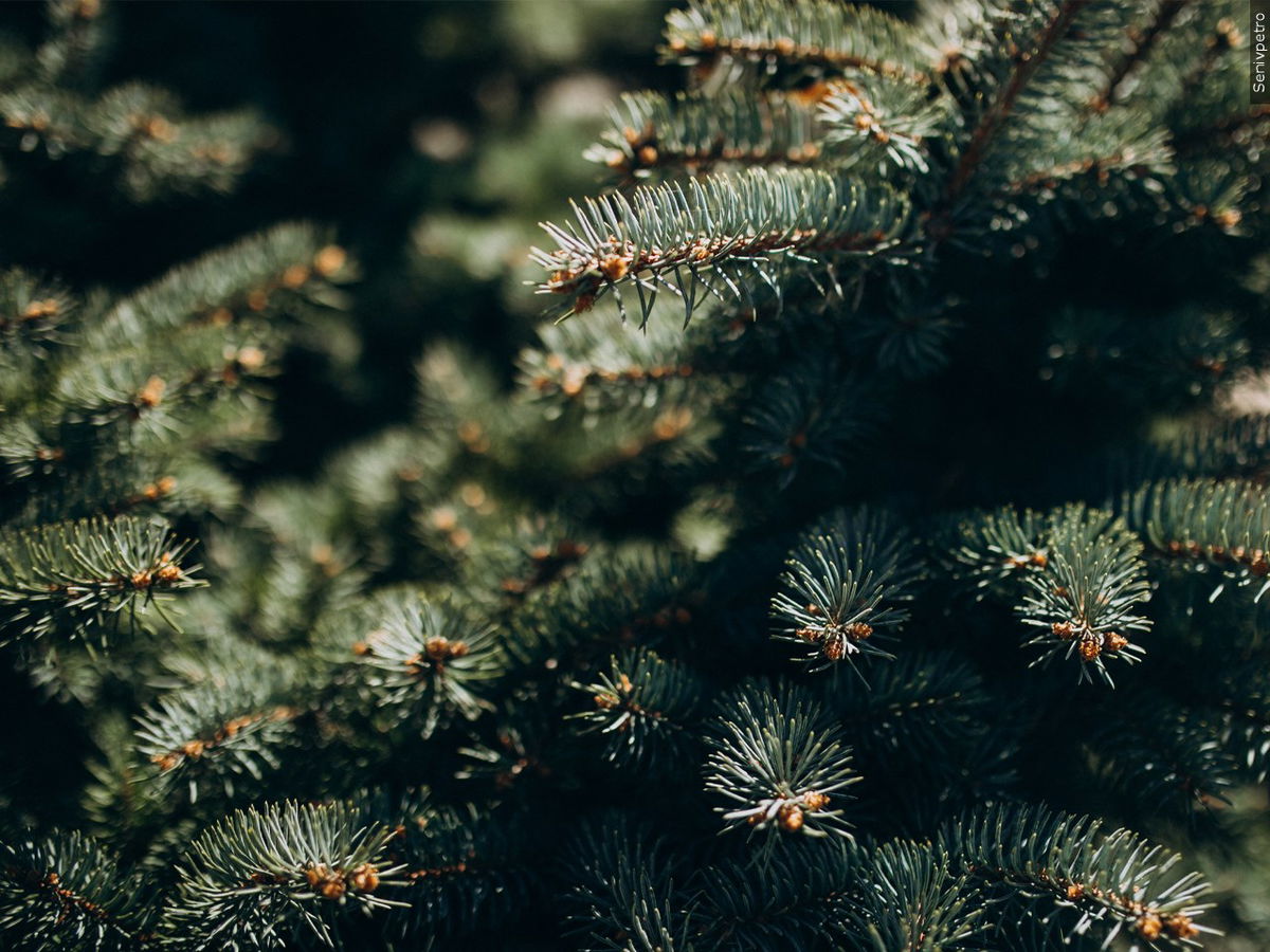 Five Cities Fire Providing Free Chipping for Arroyo Grande Residents