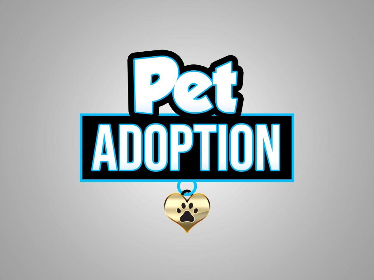 Free Pet Adoptions Offered at Riverside County Shelters for Holidays