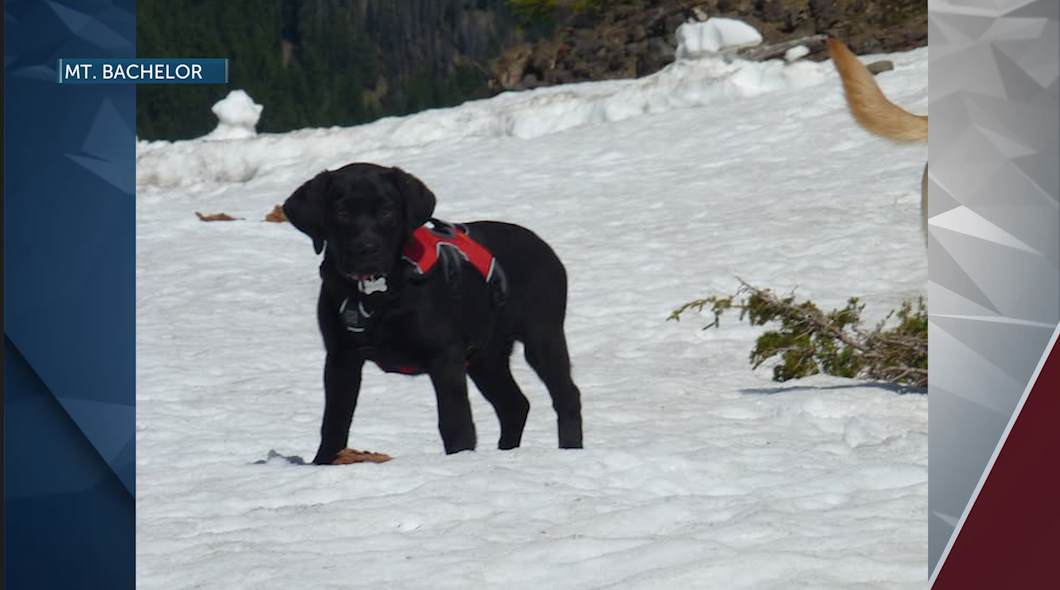 Remembering Riggins: Beloved Mt. Bachelor Avalanche Dog Leaves Lasting Legacy