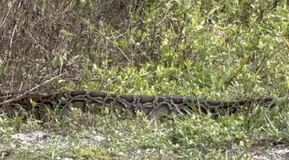 A quick school pick up turned into a wild Florida moment when a Marco Island dad spotted something slithering along the side of the road.