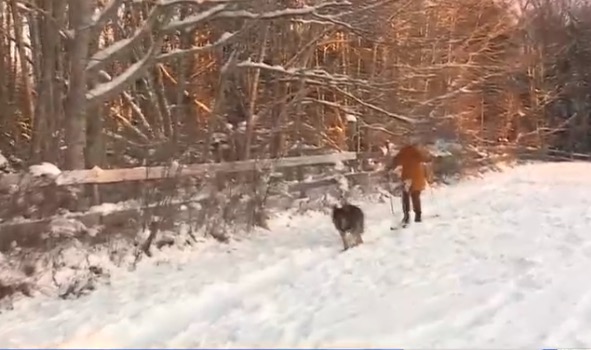 To begin training a dog