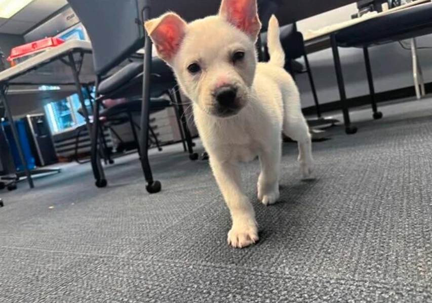 A Pittsburgh woman has been arrested and is facing charges after police say she zipped a puppy inside a suitcase on Christmas Day.