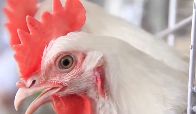 Detectives are searching for whoever is responsible for setting a chicken on fire on the side of a road