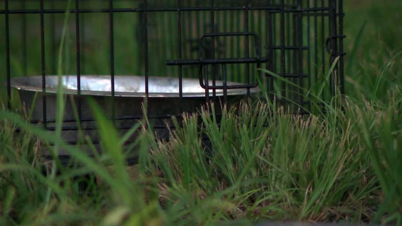 Residents say the pack has grown to 10