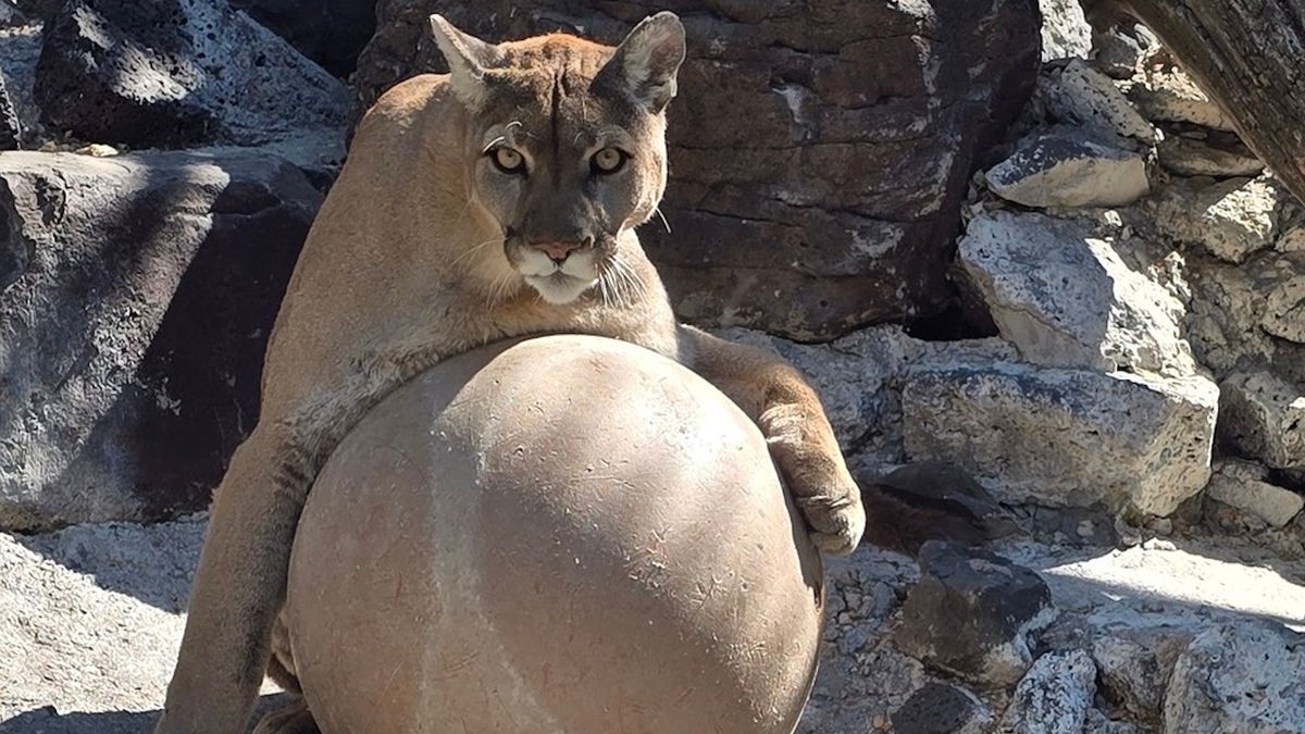 “We’re Heartbroken”: Zoo Idaho mourns the passing of beloved Mountain Lion