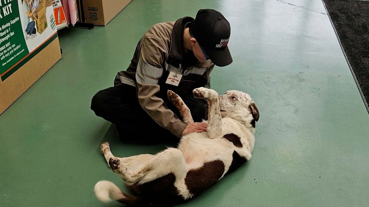 Dog missing for three months reunited with owner in ‘Christmas Miracle’