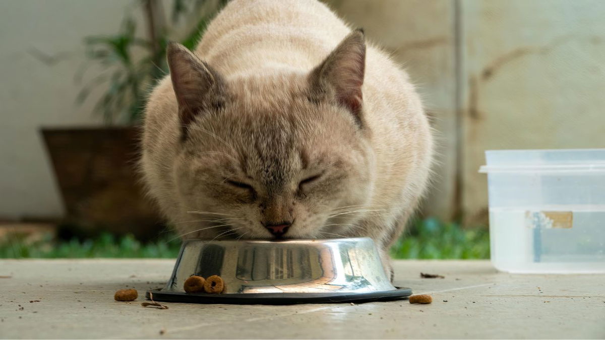 Phil Long Ford of Motor City collecting pet food donations for the Humane Society