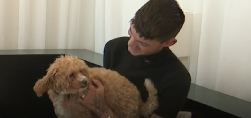 The miniature golden doodle practically became a mini celebrity by the time a woman riding the Pink Line spotted the pup in a stranger's arms.