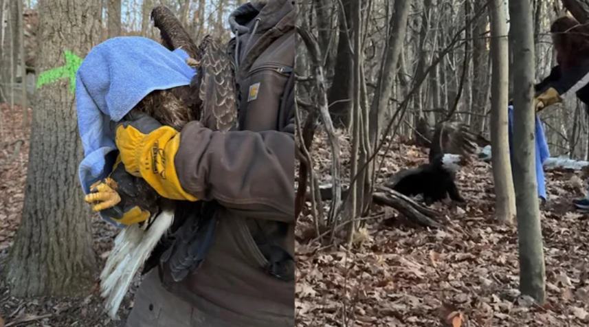 The bald eagle found injured in Fitchburg.
