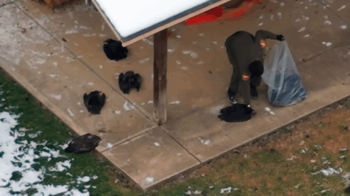 Ohio Department of Natural Resources wildlife officers remove 72 dead vultures from a Pierce Township elementary school on December 5.