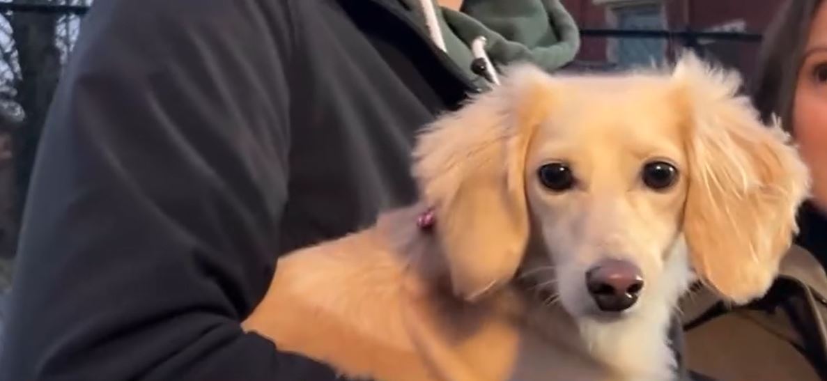 Thieves dumped the pup in the freezing cold