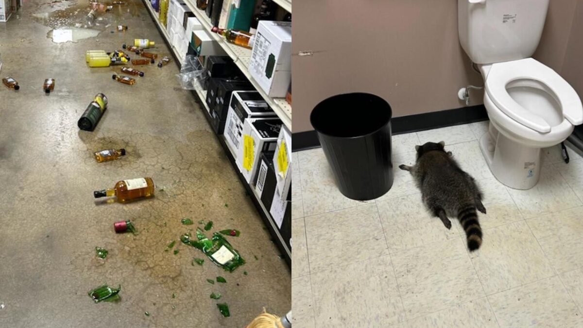 An ABC liquor store was ransacked in Ashland