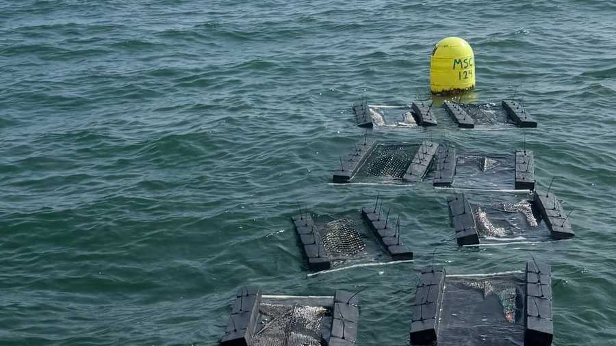 Maine Marine Patrol says