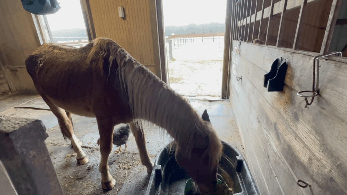 Topnotch the Corolla Wild Horse eating inside the barn at the Corolla Wild Horse Fund's farm in Grandy on Tuesday.
