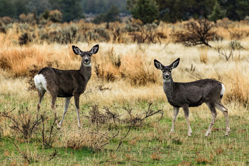 To protect deer and elk habitat