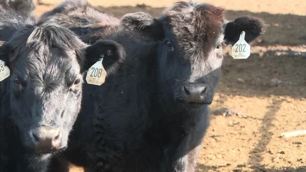 Three cattleman in Northern Colorado confirmed to CBS News Colorado that they are among the many who have noticed their herd has missing cows of late. Now