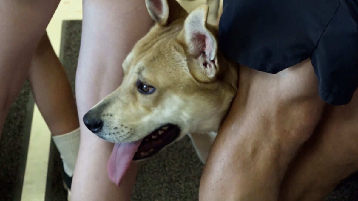 FOTAS hosting free adoption event this weekend with help from Clipper Distributing Company