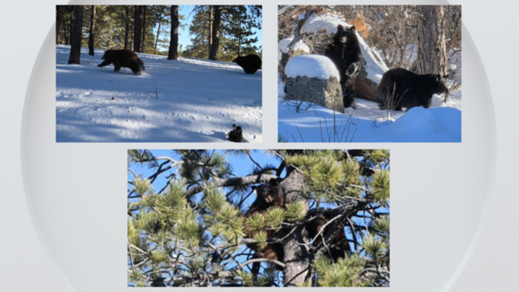Colorado Parks and Wildlife releases five orphaned bear cubs in Teller County.