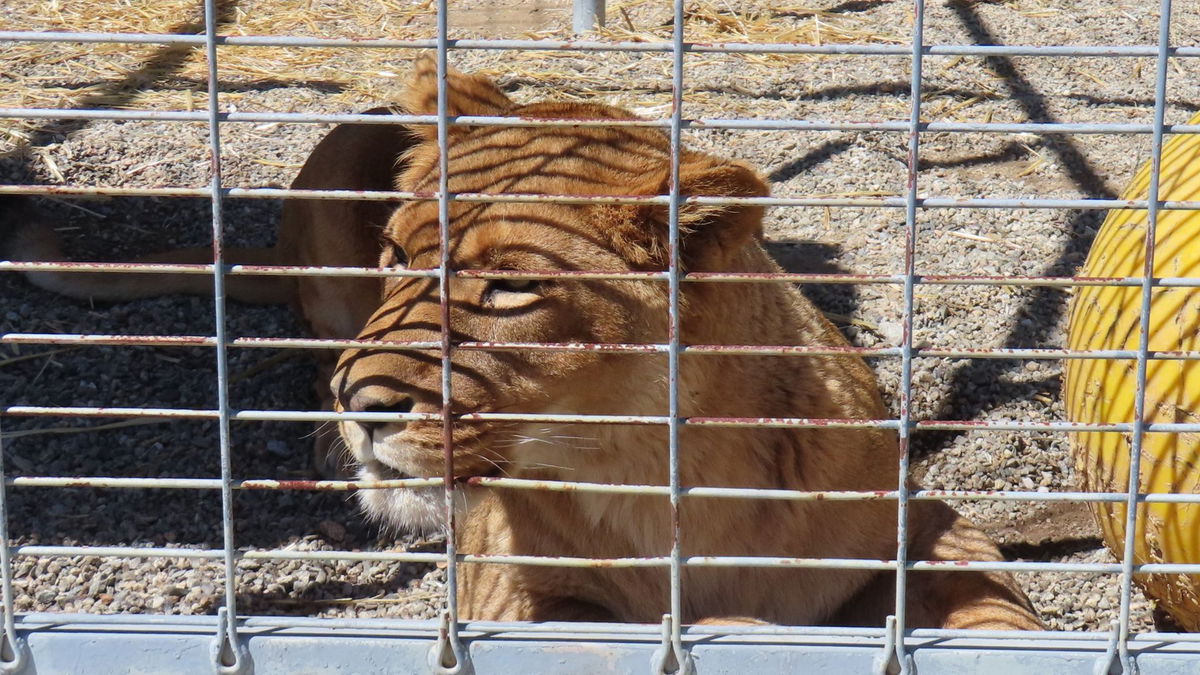 Sanctuary Heavily Fined for Housing Exotic Animals Without Permit