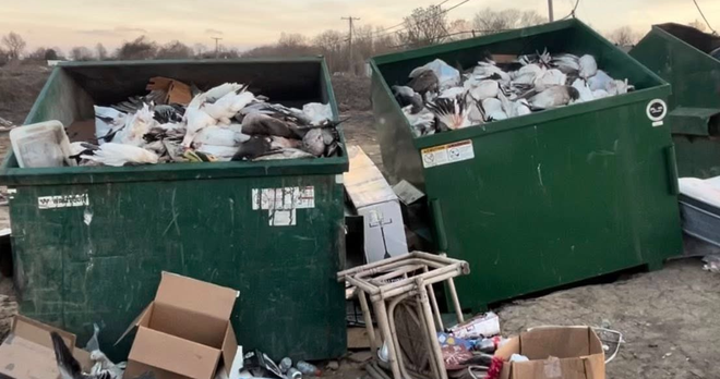 The Yazoo County Sheriff's Department is investigating after 207 snow geese were shot to death and left in dumpsters.