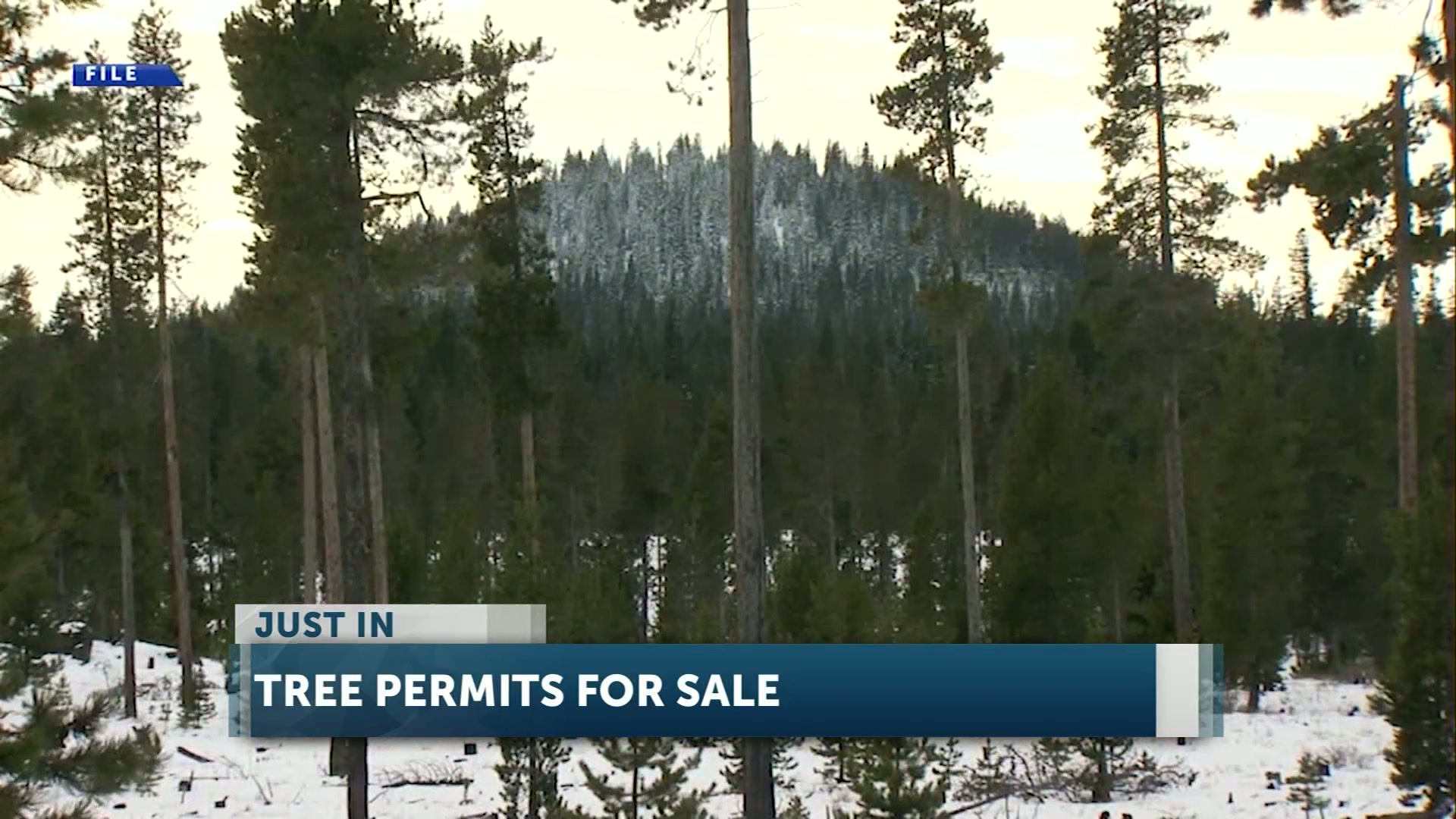 ‘Tis the season to cut and bring home your own Christmas tree from the Deschutes National Forest