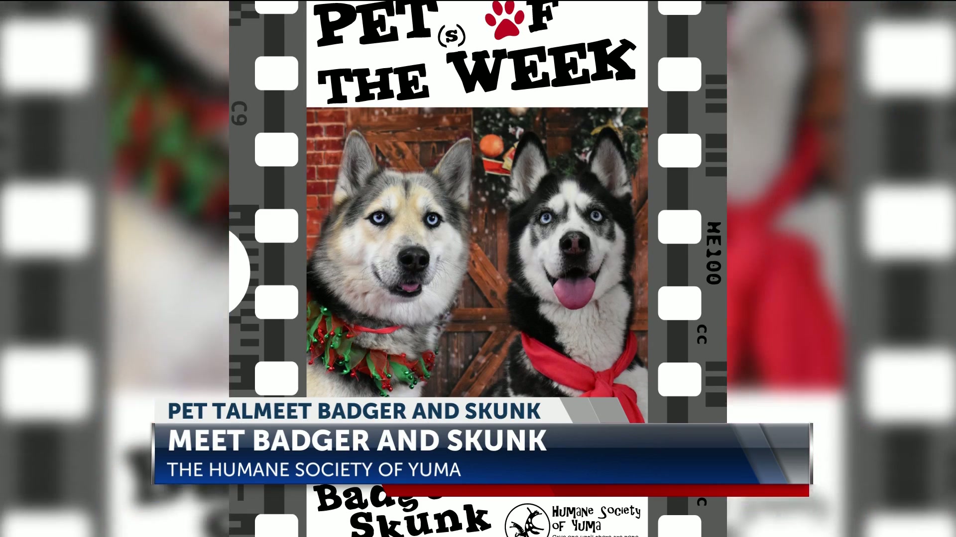 Pet Talk: Meet Badger and Skunk
